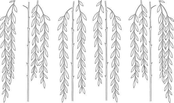 Weeping willow branches hand drawn botanical hanging leaves vector illustration natural tree foliage set