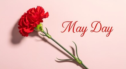Labor day may day celebration with red carnation flower