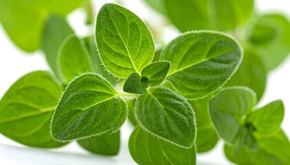 Fresh Oregano on White Background, herb and healthy food concept
