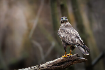 Obraz premium Common buzzard (Buteo buteo) perched on tree branch, brown bird of prey watching surroundings in forest habitat, European wildlife scene.