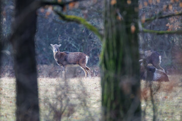 Mouflon (Ovis aries musimon) grazing quietly on a meadow near forest, wild sheep feeding on dry grass in soft natural light and calm woodland habitat.