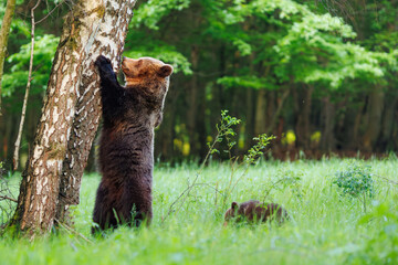 Brown bear (Ursus arctos) standing against a tree while a small cub explores nearby, captured in a green forest clearing with soft natural light and a peaceful wildlife atmosphere. © Branislav