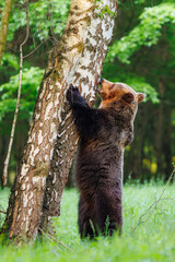 Brown bear (Ursus arctos) standing on hind legs and climbing tree trunk in forest clearing, playful young bear in natural European woodland habitat. © Branislav