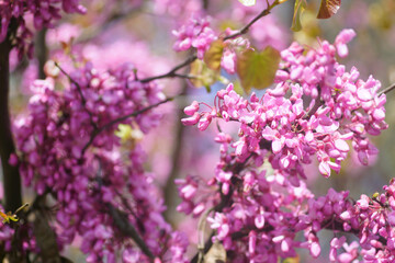 Dense clusters of pink Cercis blossoms forming vibrant spring texture. Depicts organic floral background, eco friendly branding visual, seasonal design asset and natural decorative pattern inspiration