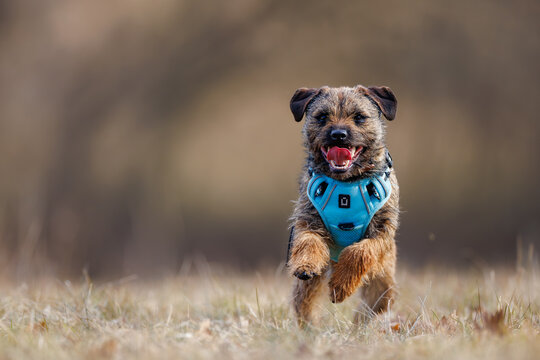 Border terrier (Canis lupus familiaris) running fast in meadow, happy small dog wearing blue harness, active pet enjoying outdoor movement.
