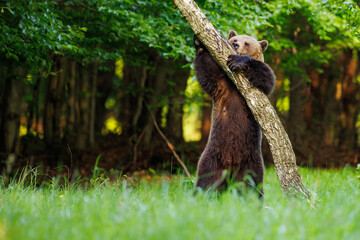 Brown bear (Ursus arctos) standing on hind legs and climbing tree trunk in forest clearing, playful young bear in natural European woodland habitat. © Branislav