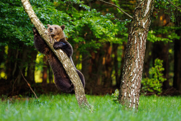 Brown bear (Ursus arctos) standing on hind legs and climbing tree trunk in forest clearing, playful young bear in natural European woodland habitat. © Branislav