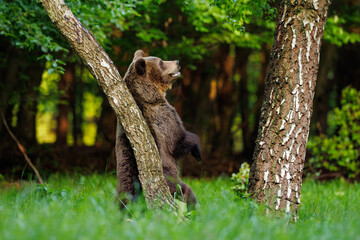 Brown bear (Ursus arctos) standing on hind legs and climbing tree trunk in forest clearing, playful young bear in natural European woodland habitat. © Branislav