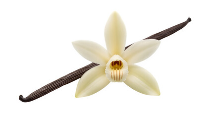 Vanilla flower and bean isolated on transparent background