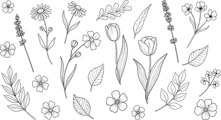 Black and white botanical line drawings of flowers, leaves, and stems, vector illustration for nature, decorative, floral, design themes © MdNur
