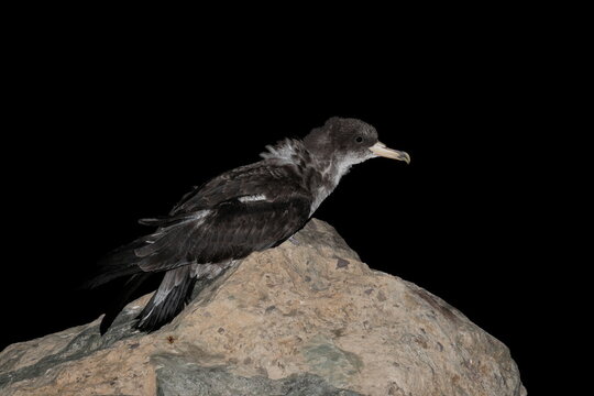 Juvenile Cory's shearwater.