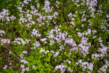  Ricotia lunaria. Top view of many small pink and purple wild flowers growing in the garden.