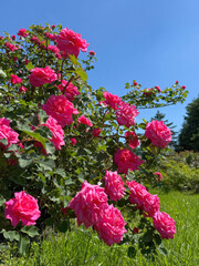 Rose shrub rosebush with pink flowers in summer garden.