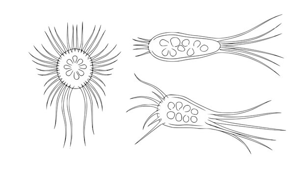 Scientific sun animalcule protozoan vector illustration pack with detailed freshwater microorganism