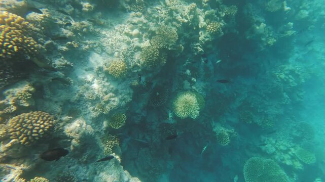 Snorkeling at Maldives Kaafu Atoll, Parrotfish swims over coral covered rocks, more small sergeant major fish in background