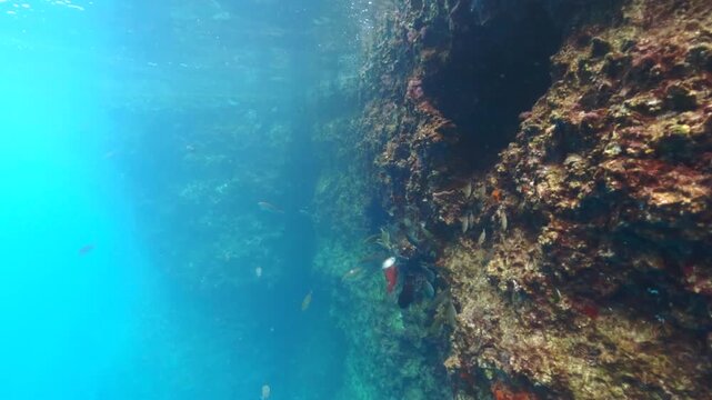 Snorkelling in Turkey, group of small fish swimming near rocky shore covered with sea plants, red Mediterranean parrotfish visible close