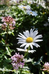 Obraz premium Single daisy flower with soft bokeh background