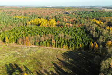 Conservation effort with replanting of conifer trees