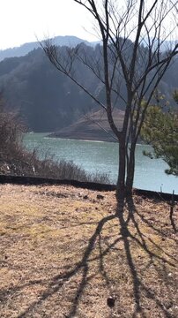 枯れ木と貯水ダムの人口湖
