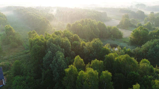 Overhead view of expansive misty forest