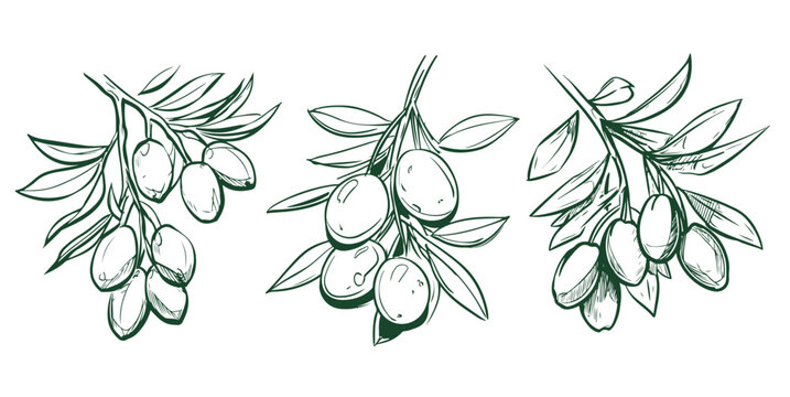 Olive branch illustrations with green leaves and ripe olives in three variations