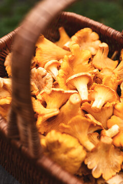 Fresh chanterelles in a wicker basket with shallow depth of field. Wild forest mushrooms, autumn season, natural ingredients