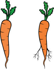 Hand drawn carrot vector isolated on white background