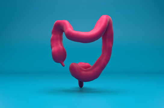 Human colon (large intestine) - isometric view 3d illustration