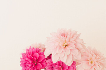 Fototapeta premium 濃いピンク色と薄ピンク色のダリアの花をベージュ背景で室内撮影04