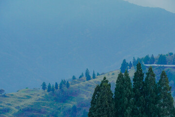 Alpine forest landscape in Nantou, Taiwan, with misty green slopes and coniferous trees © weng_jane