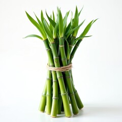 Fototapeta premium Bundle of fresh green bamboo stalks tied with rope. Natural plant stems show vibrant color and texture, symbolizing growth, wellness, and eco-friendliness in a simple, clean studio setting.
