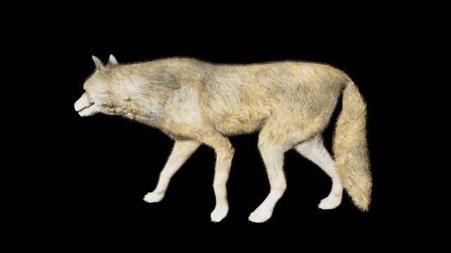 A realistic 3D render of a grey wolf walking slowly, depicted with detailed fur texture and a natural gait, isolated. isolated on Transparent Background