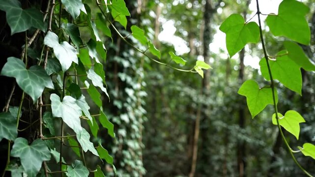 Lush greenery of climbing plants with vibrant leaves, against a blurred background of a forest