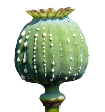 opium poppy head papaver somniferum hashish morphine