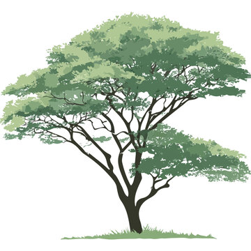 2D flat vector illustration of Koa Tree, designed in a clean icon style and isolated on a white background.
