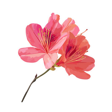 Flat 2D vector illustration of Azalea, simple icon style on a clean white background.