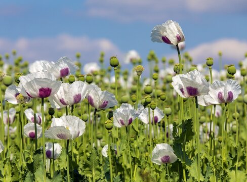 flowering opium poppy field papaver somniferum