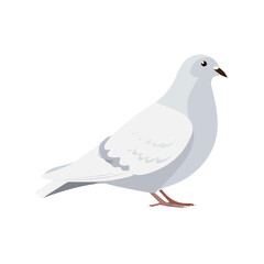 Fototapeta premium Dove illustrated in a clean 2D flat vector style, minimal and modern, isolated on a white background.