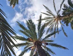 Palm leaves against a blue sky as a natural backdrop. © Jan