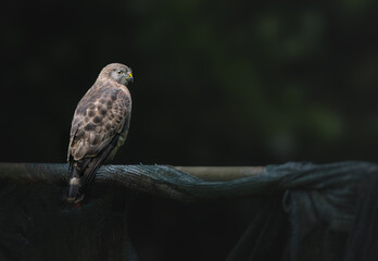 Broad-winged hawk (Buteo platypterus) in Costa Rica, neotropical migratory raptor