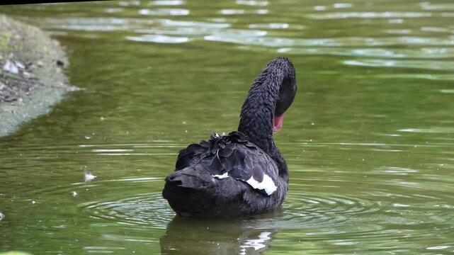 The Black Swan, Cygnus atratus is a large waterbird, a species of swan which breeds mainly in the southeast and southwest regions of Australia.