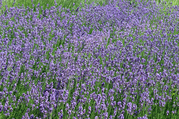 Obraz premium Field of lavender flowers