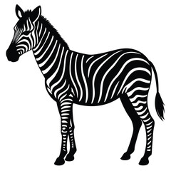 Fototapeta premium Set of african zebra side and front view cartoon animal design flat vector illustration isolated on white background