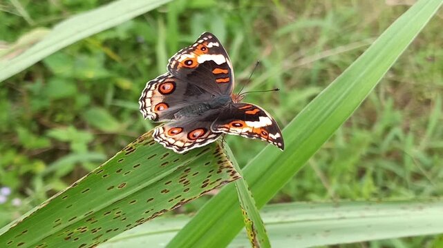 Macrofauna: female blue pansy butterfly (Junonia orithya) flapping its wings on a grass leaf 