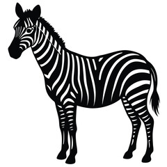Fototapeta premium Set of african zebra side and front view cartoon animal design flat vector illustration isolated on white background