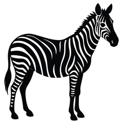 Fototapeta premium Set of african zebra side and front view cartoon animal design flat vector illustration isolated on white background