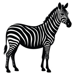 Obraz premium Set of african zebra side and front view cartoon animal design flat vector illustration isolated on white background