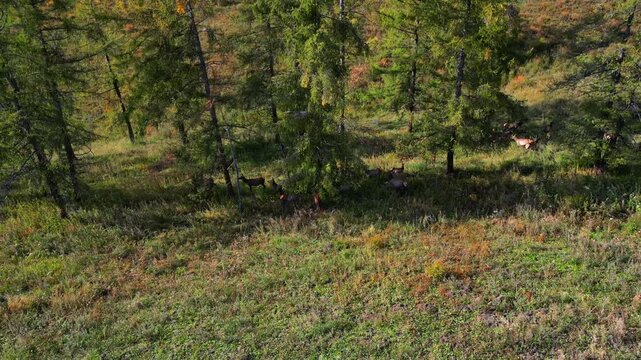 Drone orbit top view of maral deer resting in tree shade, Altai