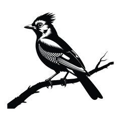 Jay perched on branch side view Vector, Silhouette, Illustration
