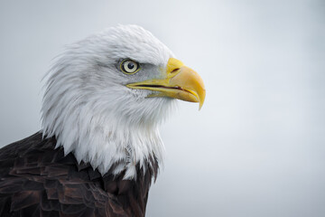 Obraz premium Bald eagle (Haliaeetus leucocephalus) iconic North American raptor